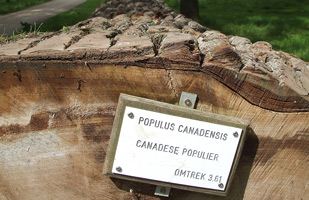 60jaar: snelgroeiende canadapopulier